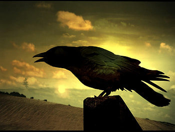 Animals, Silhouette, Bird, Shadow, Raven HD wallpaper