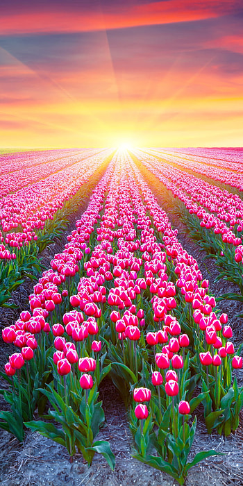 Pink Tulip Field, sunshine, pink flower, field, nature, tulip HD phone wallpaper