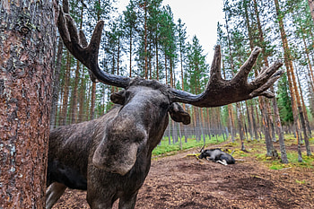 Elk (Animals), Silent observers, Camouflaged hunters, Glistening antlers HD wallpaper