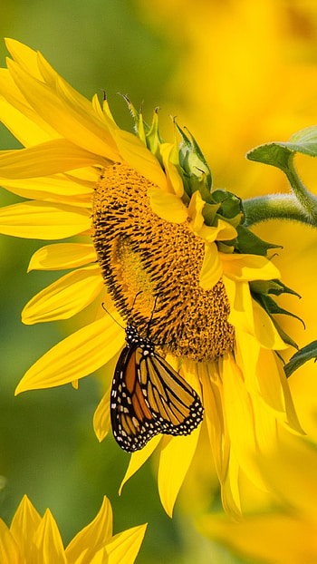 Yellow Butterfly, Beautiful, Aesthetic HD phone wallpaper