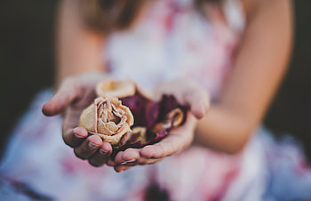 Flowers, Roses, Hands, Herbarium HD wallpaper