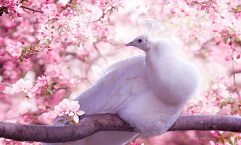 White peacock, white, bird, adrian borda, pasare, spring, branch, pink, paun, flower, peacock, blossom HD wallpaper