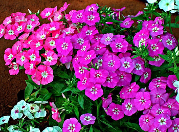 Flowers, Greens, Flower Bed, Flowerbed, Phlox HD wallpaper