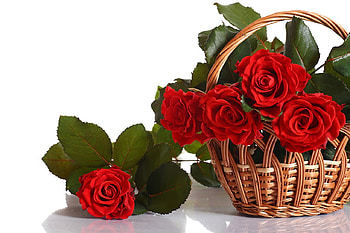 Basket of love, rose, love, red, flower HD wallpaper