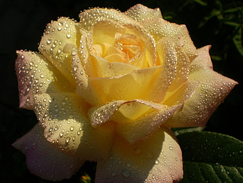 Plants, Flowers, Roses, Drops HD wallpaper