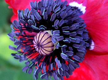 Poppy, pink, flowers, flower HD wallpaper