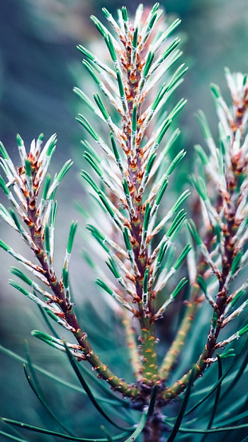 beautiful Plant, plant, beautiful, nature HD phone wallpaper