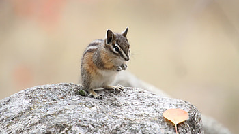 Squirrel Is Standing On Rock In Blur Background Squirrel HD wallpaper