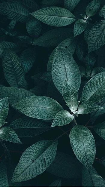 Green Aesthetic, Green Plant HD phone wallpaper