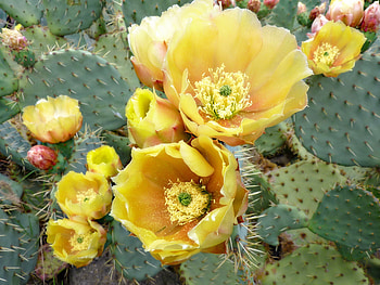Flowers, Cactus, Thorns, Prickles HD wallpaper
