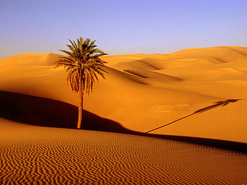 Palm, Deserts HD wallpaper