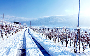 Winter Land, winter, land, nature, snow HD wallpaper