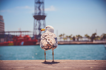 Animals, Shore, Bank, Bird, Gull, Seagull HD wallpaper