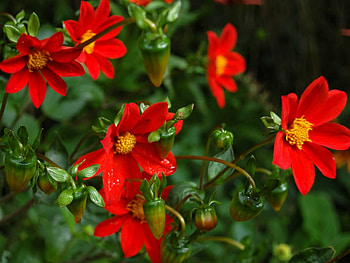 FLOWERS, PETALS, LEAVES, GREEN, RED HD wallpaper