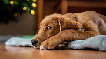 Golden Retriever, animal, dog, golden, retriever HD wallpaper