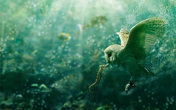 Animals, Birds, Owl HD wallpaper