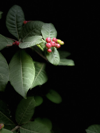 Nature HD phone wallpaper