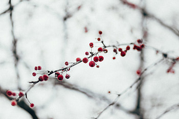 Berries, Macro, Branch, Frozen HD wallpaper