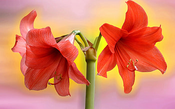 Beautiful flowers, flowers, bloom, pretty, red HD wallpaper