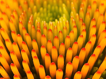 Plants, Background HD wallpaper