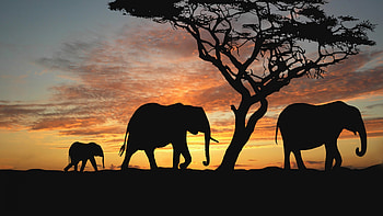 African Savanna Elephants, savanna, elephants, animals, trees, Afica, nature, silhouette, sunset, clouds HD wallpaper