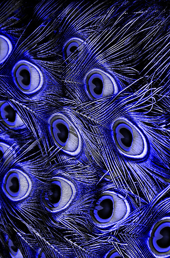 Lilac, Violet, Flamingo, Feather, Patterns, Texture, Textures, Purple HD phone wallpaper