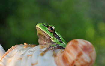 Animals, Light, Sit, Muzzle, Light Coloured, Frog HD wallpaper