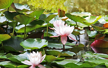 Flowers, Water, Leaves, Water Lilies, Close-Up HD wallpaper