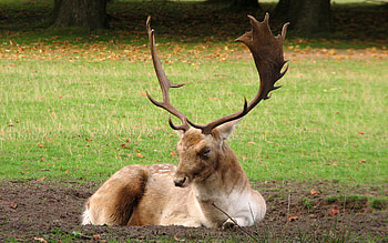Animals, Grass, Forest, Deer, Horns HD wallpaper
