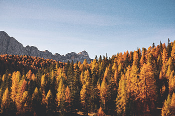 Nature, Trees, Mountains, Autumn HD wallpaper
