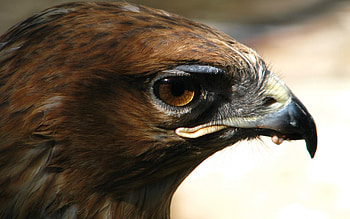 Animals, Bird, Beak, Muzzle, Predator, Eagle HD wallpaper