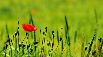 Flowers, Greens, Buds, Polyana, Glade, Poppy, Boxes HD wallpaper