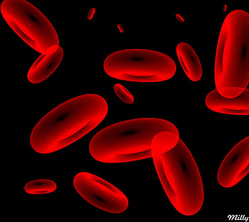 Blood Cells, disc shapes, body, red HD wallpaper