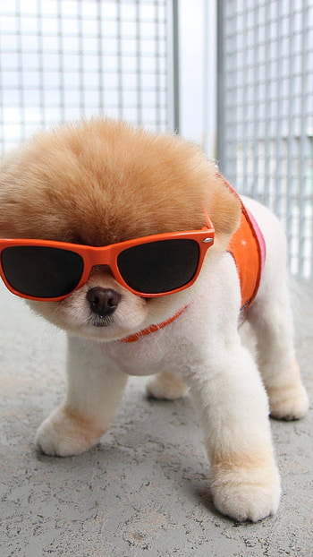 Cute Dog, Cute Funny Puppy HD phone wallpaper