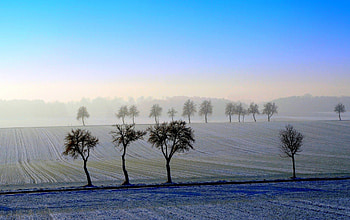 MORNING FOG, trees, fog, morning, field HD wallpaper