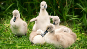 Swan Chicks, sweet, chicken, meadow, young, trees HD wallpaper