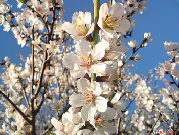 spring blossoms, beauty of the nature, fruit trees in spring, spring, white flowers HD wallpaper