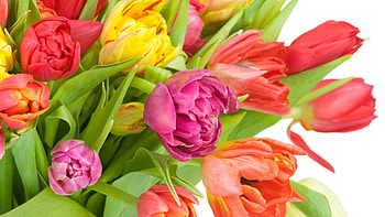 Plants, Flowers, Tulips HD wallpaper