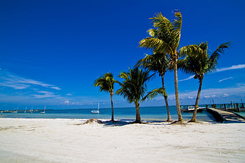 Nature, Sand, Palms, Summer, Shore, Bank HD wallpaper