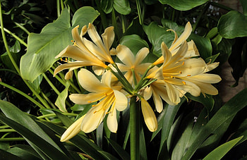Flowers, Flower, Close-Up, Greens, Clivia, Stamens HD wallpaper