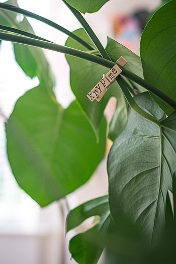 Leaves, Words, Houseplant, Indoor Plant, Pin, Clothespin HD phone wallpaper