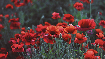 Poppies, Flower field, Meadow beauty, Spring HD wallpaper