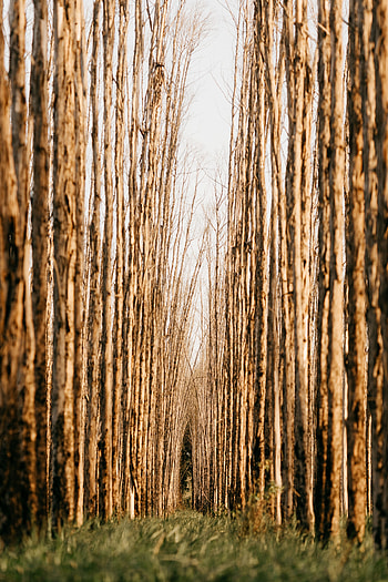 Nature, Trees, Forest, Rows, Ranks HD phone wallpaper