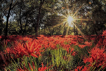 Forest in Japan, flowers, sun, forest, japan HD wallpaper