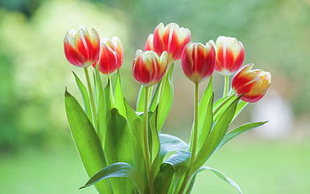 Tulips, white, flowers, red HD wallpaper