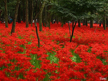 Red carpet, carpet, red blooms, green, trees, flowers, forest HD wallpaper