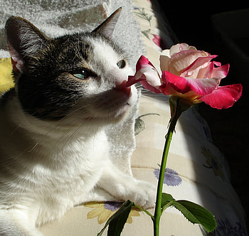 cat and rose, rose, animals, cat, flowers, smelling HD wallpaper
