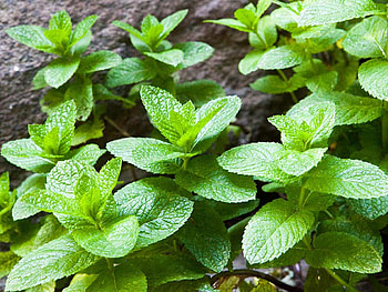 Herb , Culinary herbs, Medicinal plants, Herbal remedies HD wallpaper