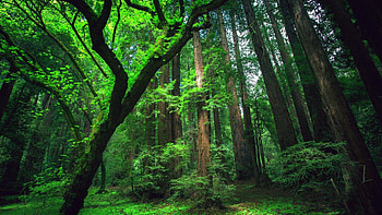 Brazil Rainforest HD wallpaper