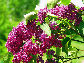 Plants, Flowers, Lilac HD wallpaper